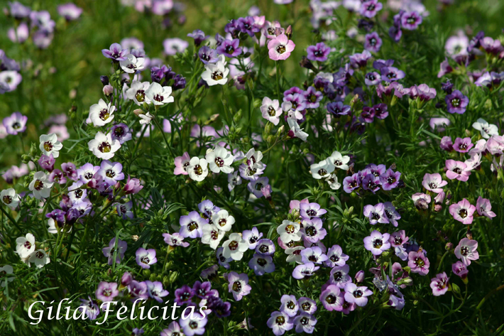 Gilia tricolor Felicitas -g